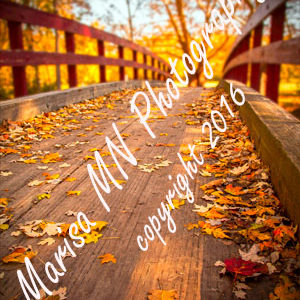 Autumn Bridge-Ellison Park